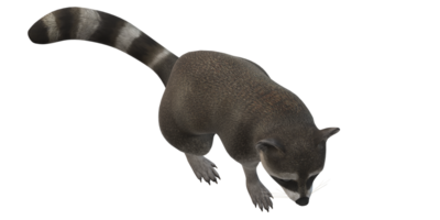 Waschbär isoliert auf ein transparent Hintergrund png