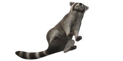 Raccoon isolated on a Transparent Background png