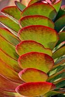 interesting original natural background with green-red leaves in close-up photo