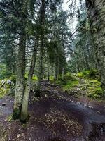 Beautiful forest with different trees photo