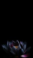 Black lotus flower in dark vertical banner. Generate Ai photo