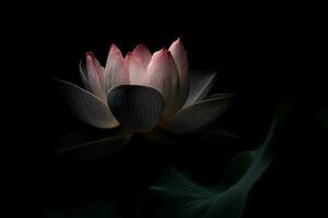 Black lotus flower in dark background. Generate Ai photo