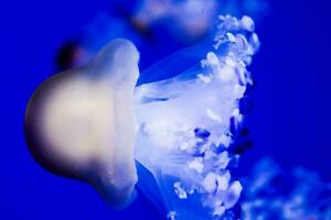 a jellyfish floating in the water with blue water photo