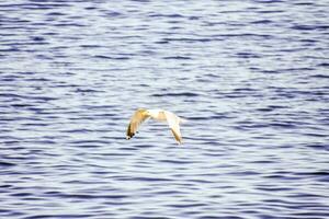 A bird flying over the water photo