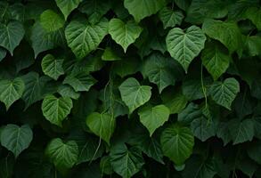 Green leaves background natural pattern of leaf texture AI Generated photo