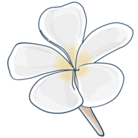 Illustration of Frangipani flowers png