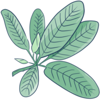 ilustración de hoja verde png