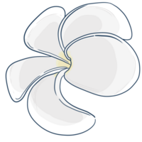 illustratie van frangipani bloemen png