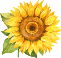yellow sunflower illustration png