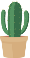 Cactus in pot png