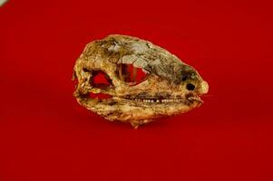 A skull head on red background photo
