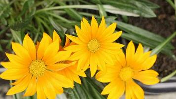 beautiful yellow flower of the gazania species with petals moved by the wind video