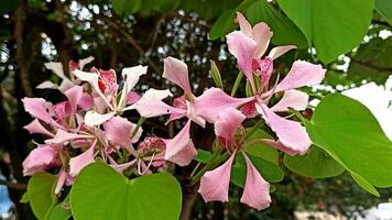 rosa blommor fält blomning i trädgård. närbild skön blommor i naturlig ljus. video