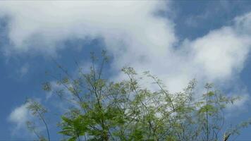 Timelapse vit moln rör på sig blå himmel. clouds blå himmel tid upphöra video