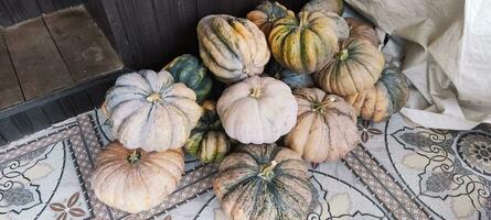 foto de un real calabaza sólo tomado desde el jardín