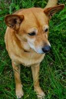 A dog portrait photo