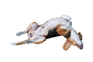 A cute tri-color beagle dog lying transparent background. png