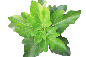 Ficus carica,fig tree transparent background ,top view closed-up leaves,selective focus. png