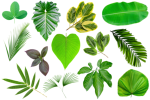 verzameling divers van groen bladeren patroon voor natuur begrip, stel van tropisch blad geïsoleerd png