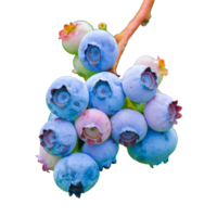 färsk blåbär med blåbär löv isolerat på vit eller transparent bakgrund png