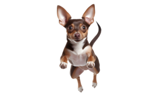 Funny cool dog with big ears in flight. AI Generative png