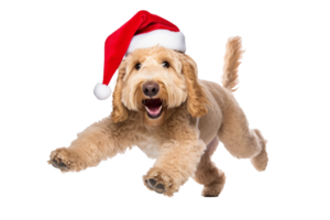 Doodle in christmas hat runing. AI Generative png