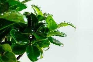 Watering exotic Japanese tree. Ficus ginseng bonsai tree on white background at home. Splashing water on leaves. Water drops photo