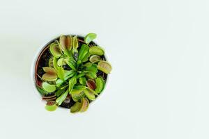 Close-up Venus flytrap. Dionaea muscipula at home. Carnivorous plant. Tropical Venus Trap attempts to capture its prey by extending its delicate traps. White background photo