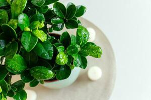 Watering exotic Japanese tree. Ficus ginseng bonsai tree on white background at home. Splashing water on leaves. Water drops photo