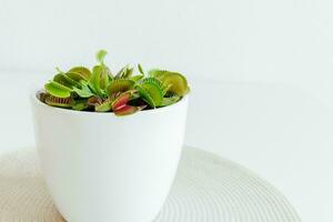 Close-up Venus flytrap. Dionaea muscipula at home. Carnivorous plant. Tropical Venus Trap attempts to capture its prey by extending its delicate traps. White background photo