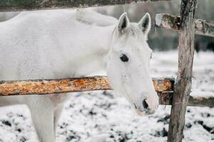 Andalusian horse in freezing sunny winter time. Very tough and rugged horse with its fur and mane full of frost and ice and its tongue out. White horse portrait close up in winter photo