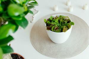 de cerca Venus atrapamoscas dionaea muscipula a hogar. carnívoro planta. tropical Venus trampa intentos a capturar sus presa por extensión sus delicado trampas blanco antecedentes foto