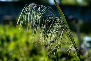 Downy Brome, Cheatgrass, Bromus tectorum in a meadow on a sunny day. Wild herbs. Background. photo