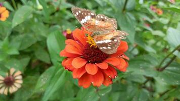 mariposa polinizando un flor en un hermosa jardín video
