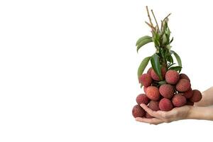 Hand holding a bunch of lychees on white isolate background. photo