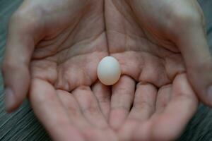 Tiny parrot parakeet, Forpus egg in woman hand. photo
