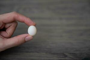 Tiny parrot parakeet, Forpus egg in woman hand. photo