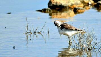 Tringa Nebularia wading through a shallow body of water, foraging for food video