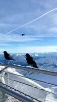 zwart raven en een mooi gezichtspunt Aan de top van zugspitze video