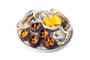 fresh seafood platter, Raw sea urchin and oysterson white or invisible png background