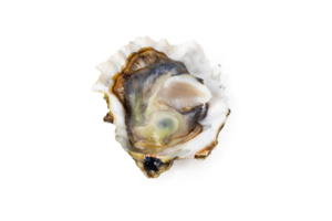 vers rauw oester Aan wit of onzichtbaar PNG achtergrond top visie
