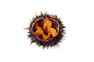 Raw sea urchin, delicacy on white or invisible png background