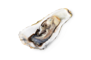 Fresh raw oyster on white or invisible png background