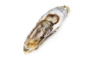 Fresh raw oyster on white or invisible png background