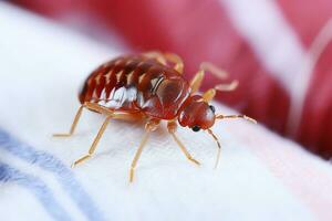 AI Generative. A bed bug crawls on bedding. Close-up photo