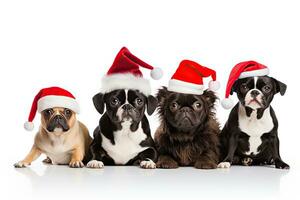 grupo de cuatro adorable francés buldog cachorros en Papa Noel sombreros sentado y mirando a cámara. aislado en blanco fondo, grupo de perros vistiendo Navidad sombreros, aislado en blanco, ai generado foto