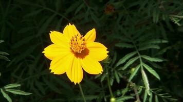 lindo botânico tomada, natural lindo amarelo flor video