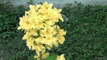 beautiful yellow flower in the garden video