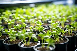 Trays with plant seedlings modern in vertical farm. AI Generative photo