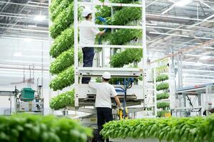 Workers move around the vertical farm on a lift and sort the plants. AI Generative photo